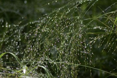 Close-up of wet spider web on rainy day