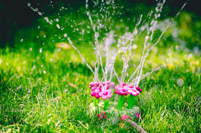 Close-up of water drops on flower in field