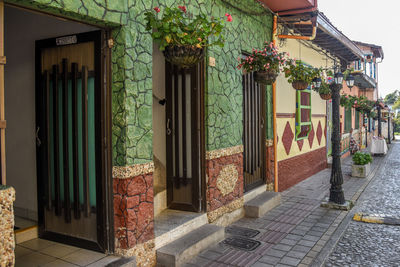 Potted plants on street by building