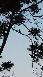 Low angle view of trees against sky