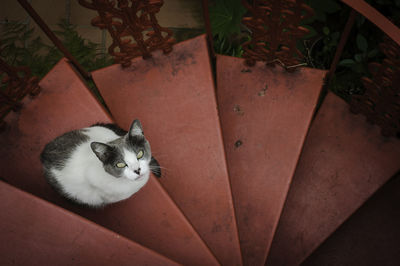 High angle portrait of cat sitting on floor