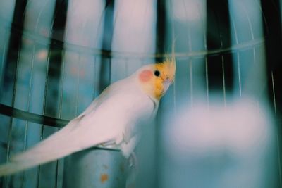 Close-up of bird in cage