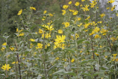 Close-up of yellow flowering plants on field