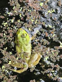 High angle view of plant in water