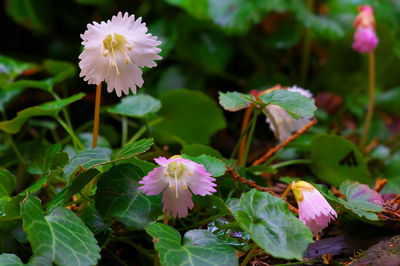 Close-up of pink flowering plant