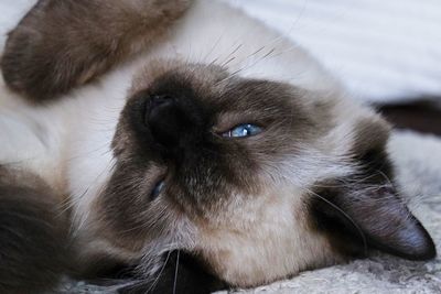 Close-up portrait of a cat