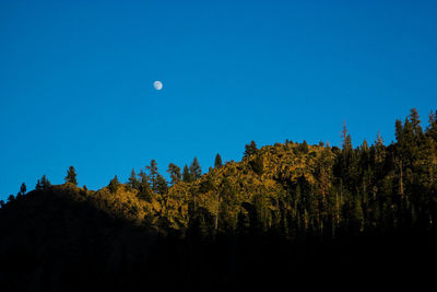 Silhouette trees against clear blue sky at night