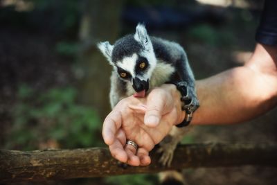 Close-up of a cute lemur