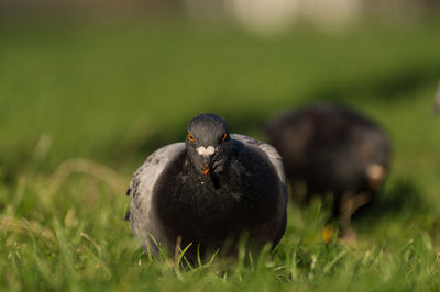 Close-up portrait of pigeon perching on grassy field