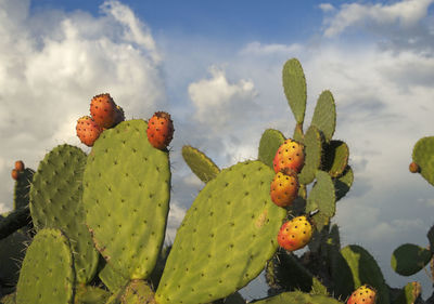 Low angle view of prickly pear cactus against sky