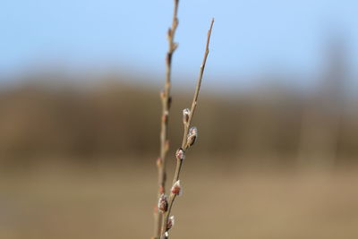 Close-up of wilted plant