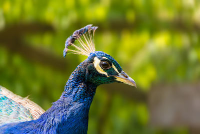 Close-up of a peacock