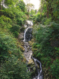 Waterfall amidst trees