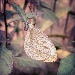 Close-up of butterfly on leaf