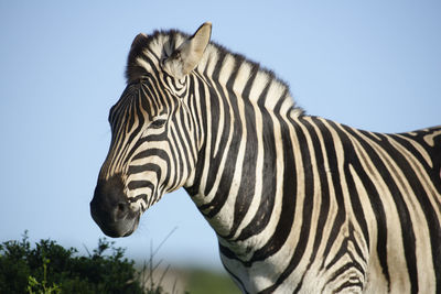 Close-up of zebra standing against clear sky