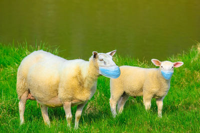 Sheep standing in a field