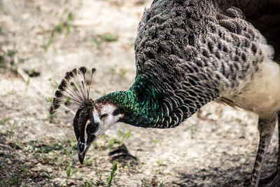 Close-up of peacock