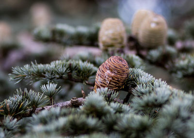 Juicy pine cone