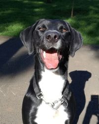 Close-up portrait of black dog