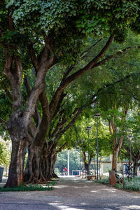 Road amidst trees in park