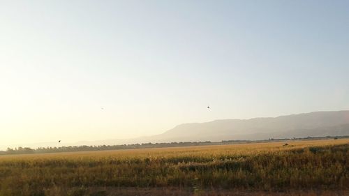 Scenic view of field against clear sky