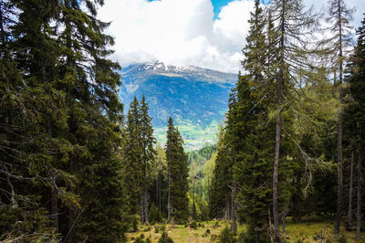 Panoramic view of pine trees in forest against sky