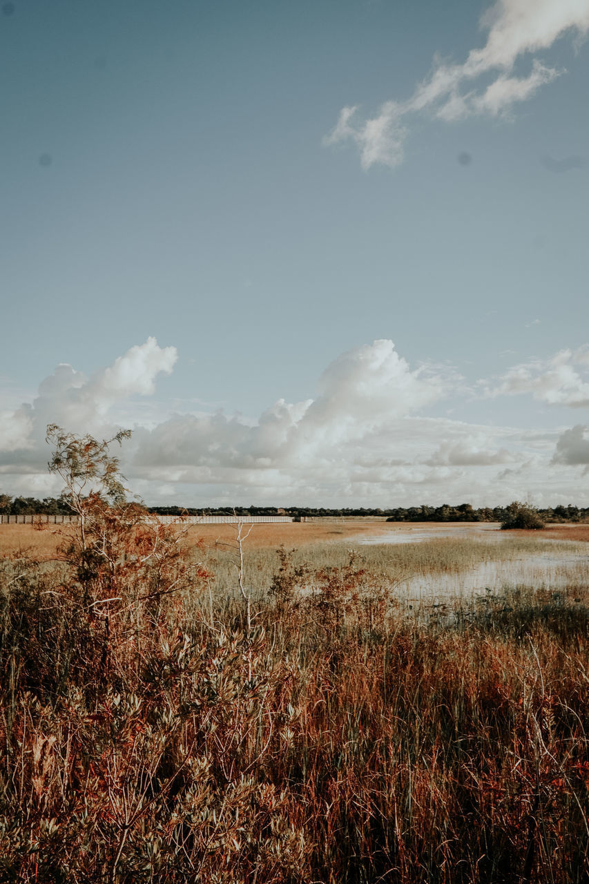 FIELD AGAINST SKY