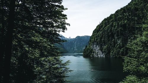 River amidst trees in forest against sky