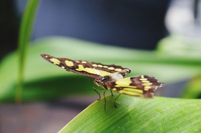 Close-up of insect on leaf