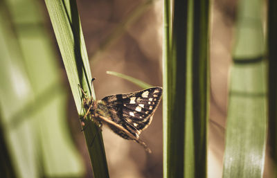 Close-up of butterfly on leaf