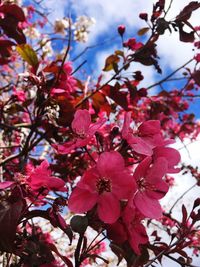 Low angle view of flower tree against sky