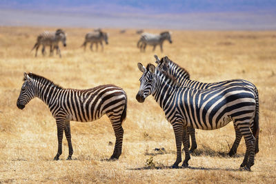 Zebras on a field