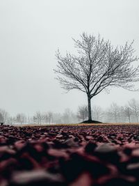 Bare tree on field against clear sky