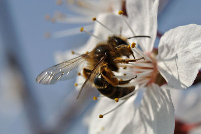 Close-up of bee on white flower