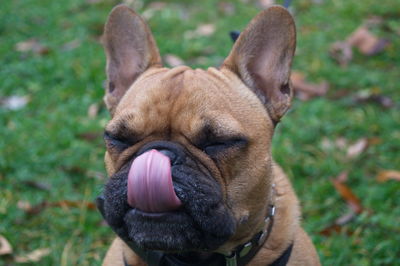 Close-up of dog sticking out tongue outdoors