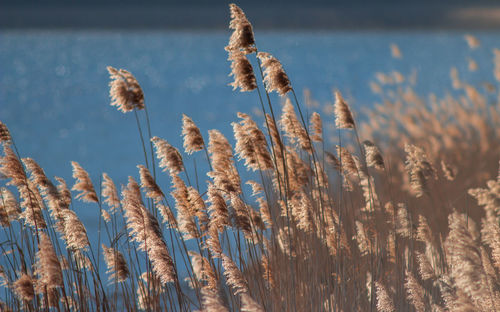 Close-up of wheat growing on field