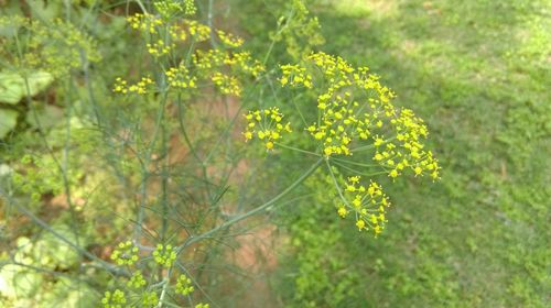 Close-up of plant