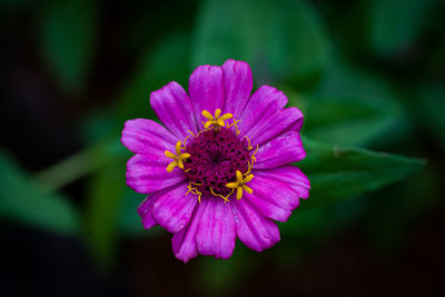 Close-up of pink flower