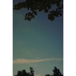 Trees against sky