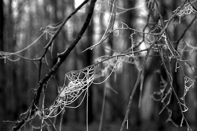 Close-up of spider web on tree