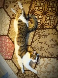 High angle view of tabby cat on floor