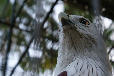 Close-up of owl perching on tree