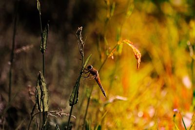 Close-up of insect on plant