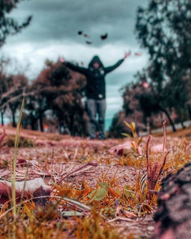 focus on foreground, selective focus, dry, field, grass, nature, close-up, plant, surface level, tranquility, tree, day, outdoors, growth, landscape, forest, animals in the wild, animal themes, no people, leaf