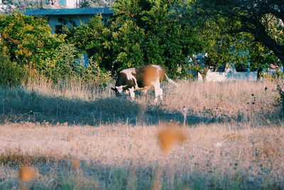 View of cow on field