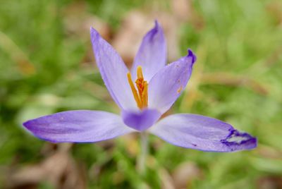 Close-up of purple crocus flower