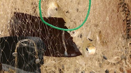 Close-up of horse in window