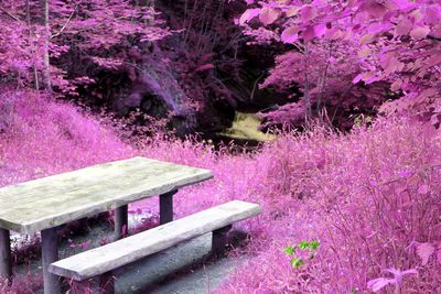 Pink flowers on tree