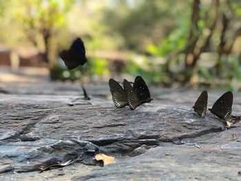 Close-up of butterfly on ground