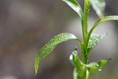 Close-up of wet plant